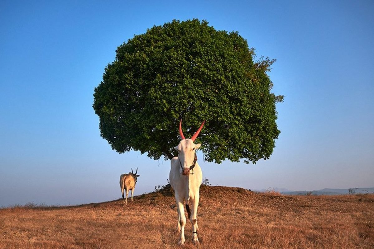 49852074_10158178897448761_7083542776490491904_n