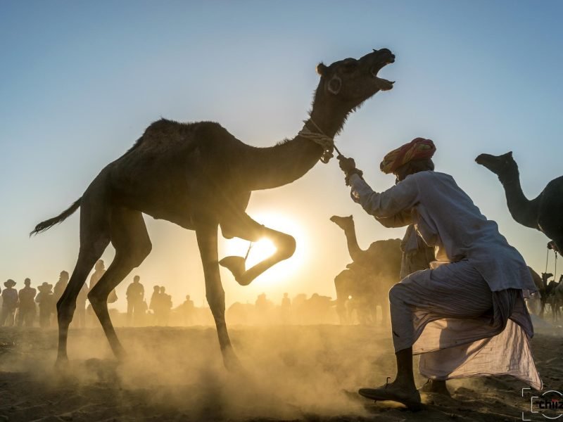 Copy of ge0w20ggb9-q7exithebeastghb8t